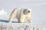 600_Manitoba_Churchill_PolarBears_1587