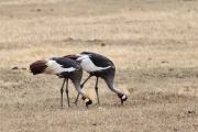 GreyCrownedCranes_5317