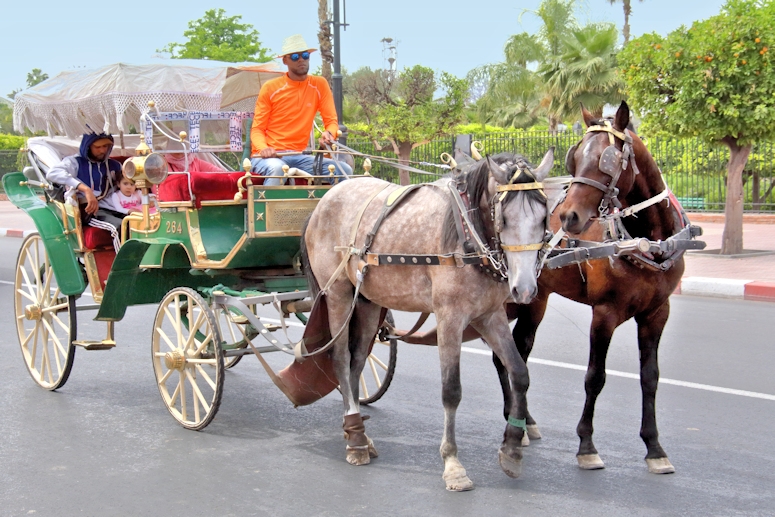 Loacal transport, Marrakesh