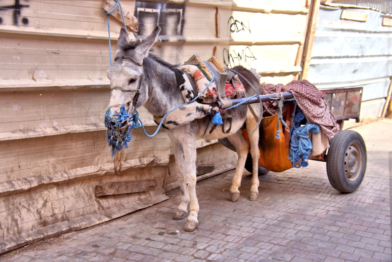 All-purpose donkey, Marrakesh