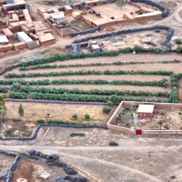 Olive plantation in village seen from a Hot Air Balloon  outside Marrakesh