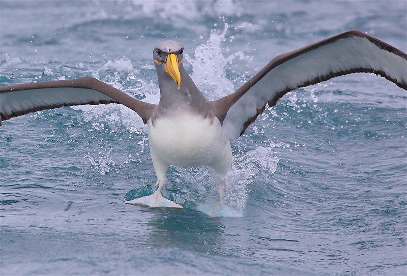 Chumming 1421 m Chatham Albatross Thalassarche eremita