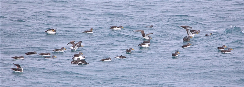 PyramidRock 1054 m Chatham Albatross Thalassarche eremita Rafting