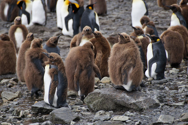 RightWhaleBay_KingPenguins_DSC06695.JPG