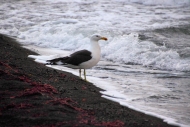 DeceptionIsland_KelpGulls_5811
