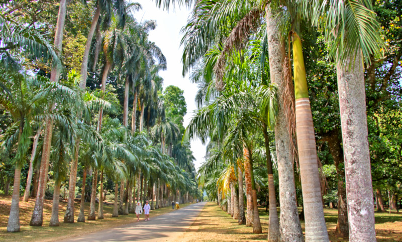 Botanic Gardens, Kandy, Sri Lanka