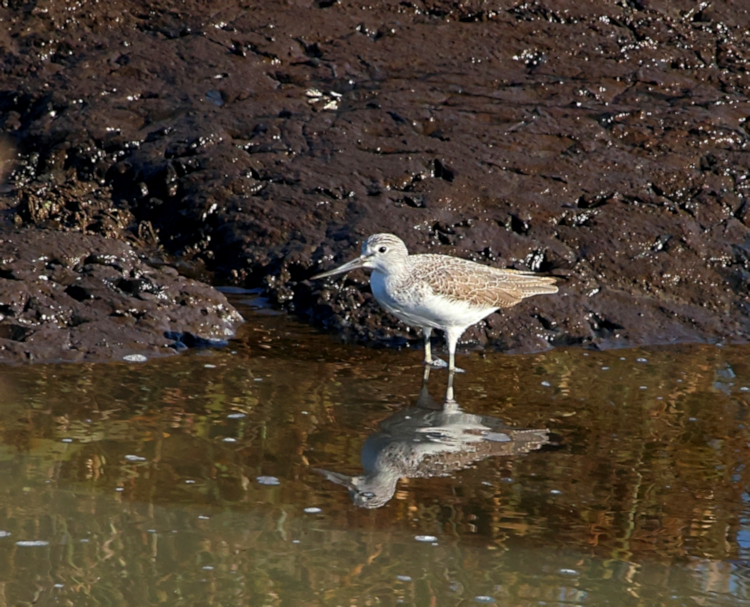 Common Greenshank, Tiaozini Coastal Wetlands, China