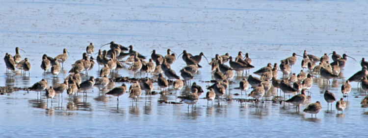 Eurasian Curlew, Tiaozini Coastal Wetlands