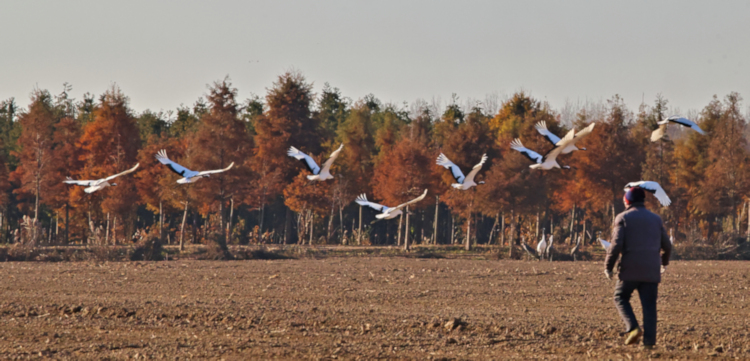 Farmer chasing cranes away from his field, near Yancheng