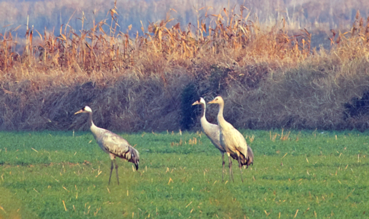 Common Cranes, Yancheng farmland, China