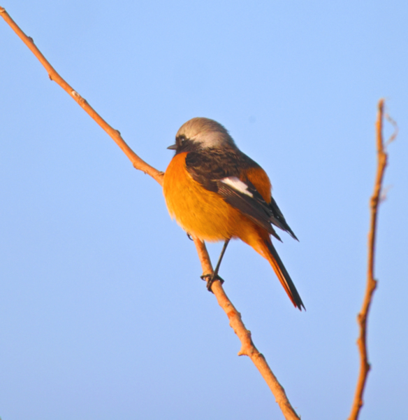 Daurian Redstart, Yancheng farmland