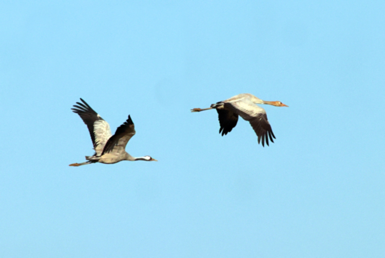 Common Cranes, Yancheng farmland, China