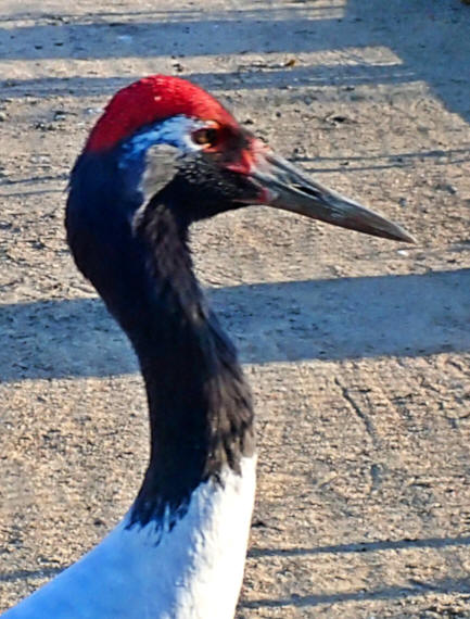 Black-necked Crane, Yancheng Center