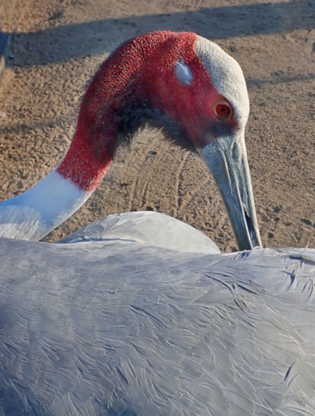 Sarus Crane, Yancheng Center