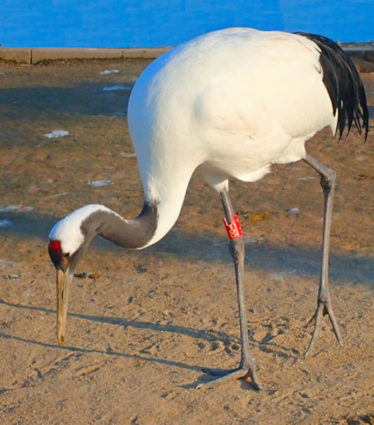 Red-crowned Crane, Yancheng Center