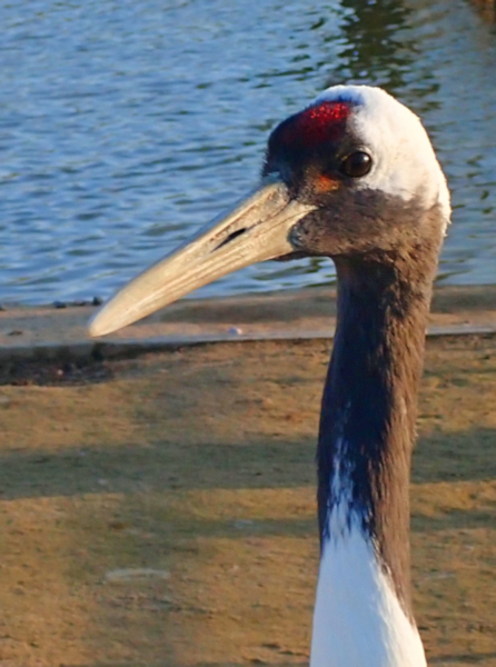 Red-crowned Crane, Yancheng Center
