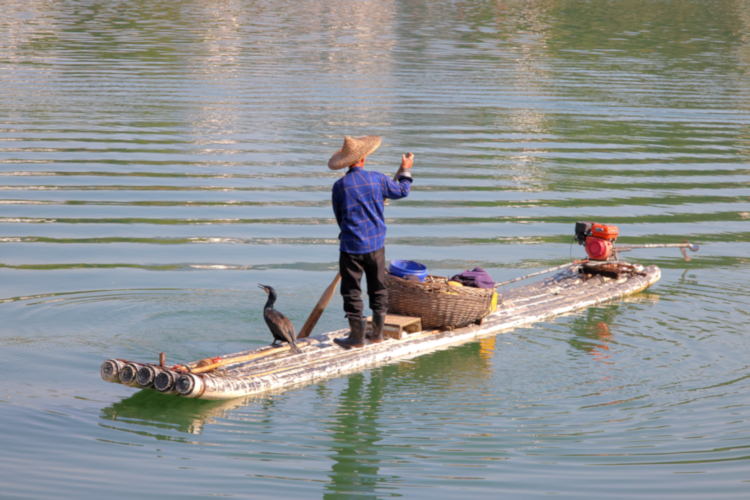 Yangshuo ex Cormorant fisher