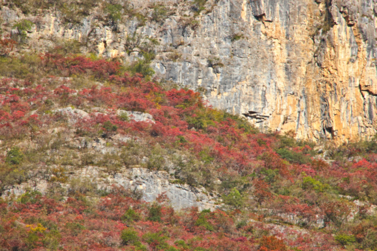 Shennv tributary to Yangtse River, Autumn colours