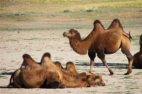 Mongolia_MiddleGobi_Camels_2527_3000_m_600.jpg