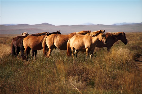 Mongolia_MiddleGobi_Horses_2205_m_600.jpg