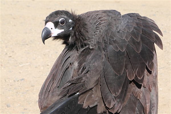 Mongolia_BlackVulture_2065_3000_m_600.jpg