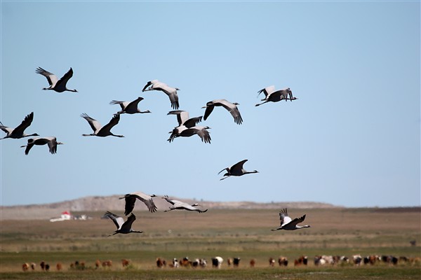 Mongolia_GunGaluut_Cranes_2950_m_600.jpg