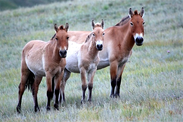 Mongolia_Hustai_WildHorses_3001_m_600.jpg