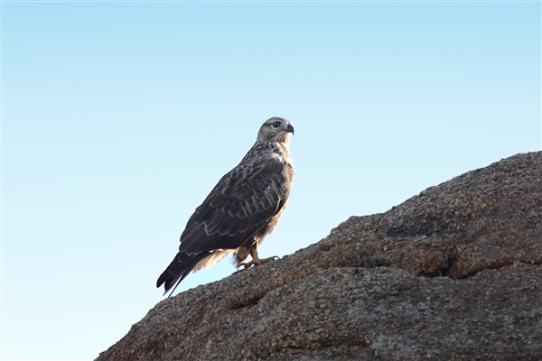 Mongolia_MiddleGobi_Falcon_2973_3000_m_600.jpg