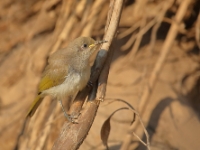 Brown&GreyHeadedHoneyEater 4833 m