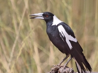 BushPark Aus Magpie 5209 m