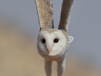 BushPark BarnOwl 5266 m