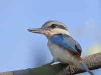RedBackedKingfisher 4550 m