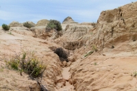 P1020403_mungo