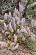 P1020446_mungo