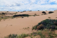 P1020461_mungo