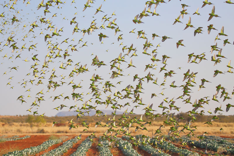 Budgerigars - Alice Springs
