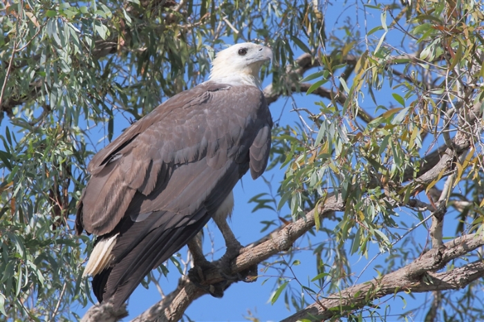 CoopersCreek_SeaEagle_1224_m_800