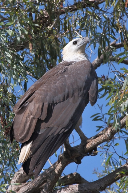 CoopersCreek_SeaEagle_1226_m_3_800