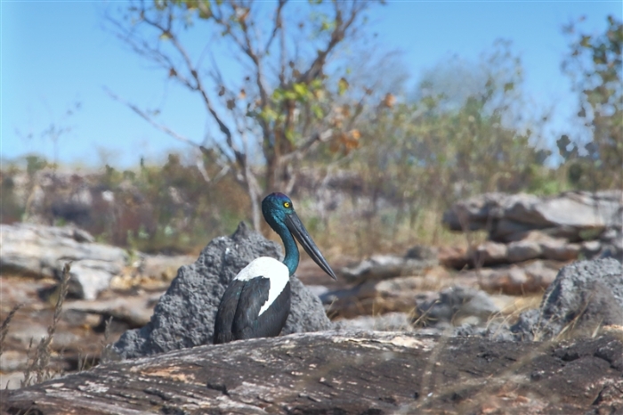 LeftHandBillabong_Jabiru_1234_m_800