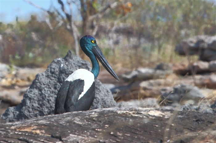 LeftHandBillabong_Jabiru_1234_mm_2_800