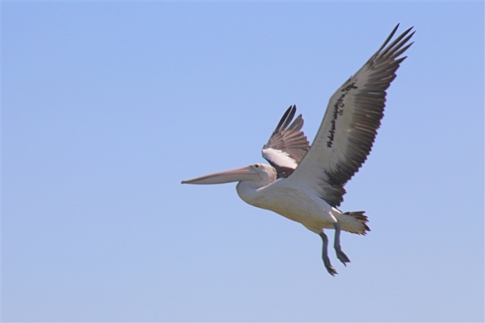 LeftHandBillabong_Pelican_5884_m_800