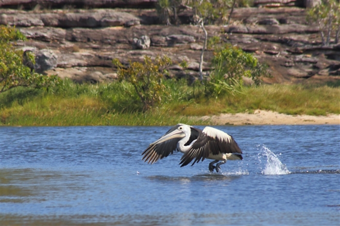 LeftHandBillabong_Pelican_5886_m_3_800
