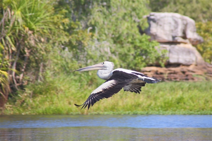 LeftHandBillabong_Pelican_5889_m_800