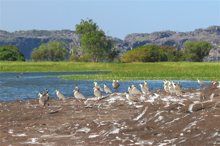 LeftHandBillabong_Plover_1236_m_800