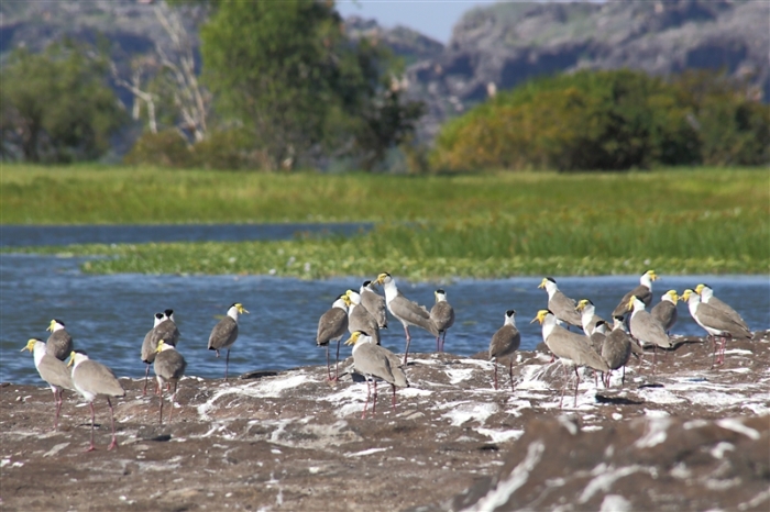 LeftHandBillabong_Plovers_5891_m_800