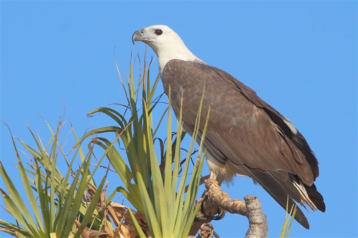 LeftHandBillabong_SeaEagle_1245_mm_2_White-belliedSeaEagle_800