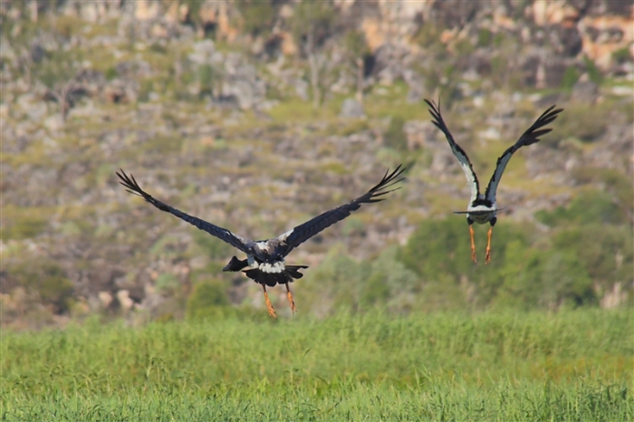 TheChannel_5975_m_3_MagpieGeese_800