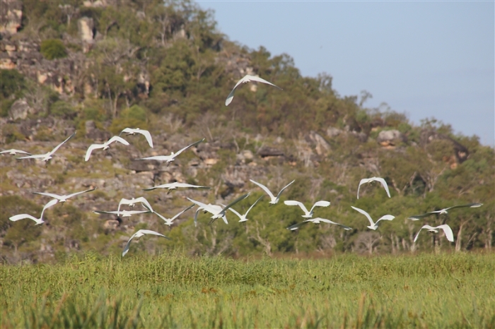 TheChannel_5976_m_Egrets_800