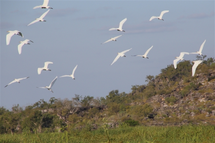 TheChannel_5978_m_Egrets_800