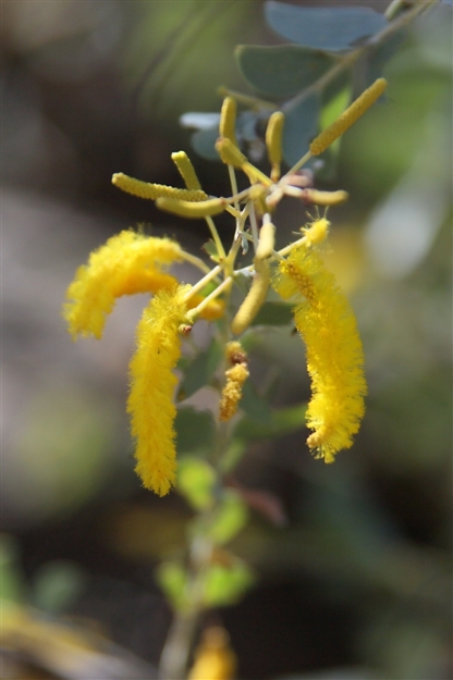 Bush_ArnhemLandWattle_6130_m_800